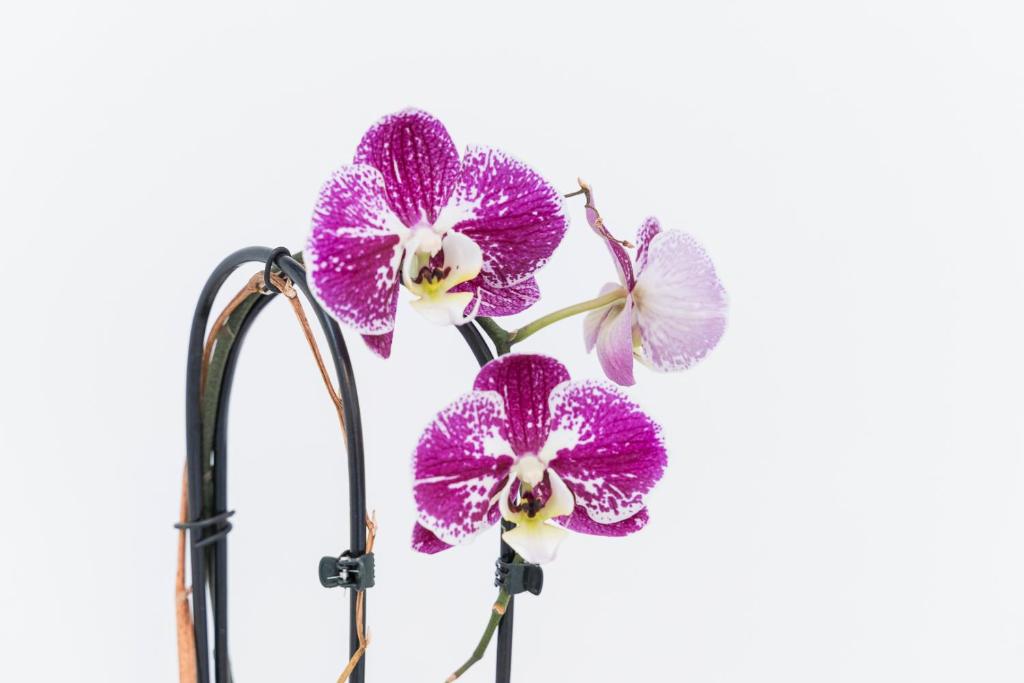Dolce — Orchidea e dettagli